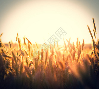 看夕阳下田野上的麦穗背景图片