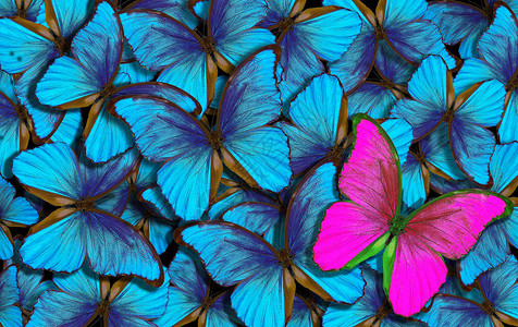 美丽的多彩背景有很多不同的蝴蝶蝴蝶图片