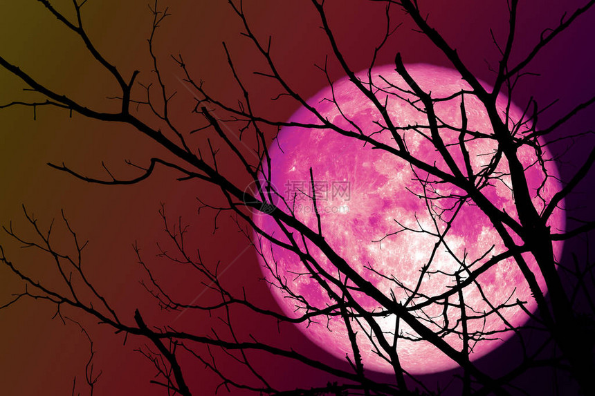 粉色月亮在干枯的树枝和林中叶子的阴影下飘浮在天空上图片