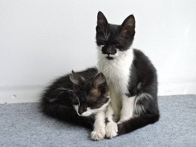 黑色和白色小猫图片