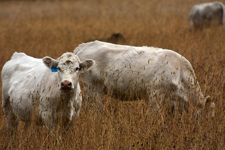 肉牛在棕色草地上的图像图片