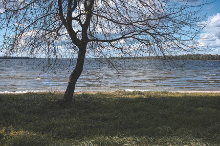 秋天湖边的孤树无叶图片