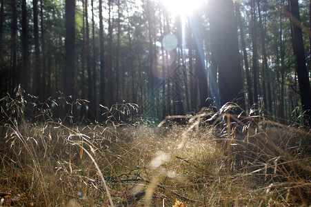 干燥的森林垃圾和树木之间的阳光在森林图片