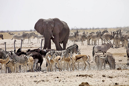 纳米比亚Etosha水井中斑马的大象和大象的羚羊图片