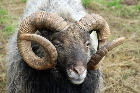 鲜有养羊的黑棕色头白鼻子卷角和灰毛大衣可能育种的是谢特兰背景图片