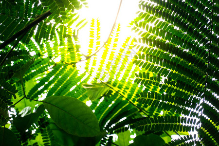 棕榈树叶在丛林背景阳光明媚的绿色热带海岸图片
