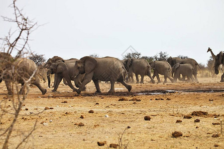 非洲大象LoxodonAfricana在纳米比亚的Etosha图片