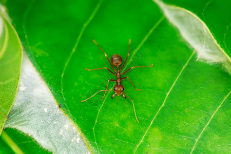 单只红蚂蚁在芒果叶上图片