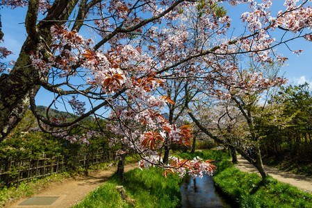 Hakkai村运河周围的樱花或樱花图片