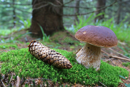 森林中绿色苔藓上的蘑菇和锥体图片