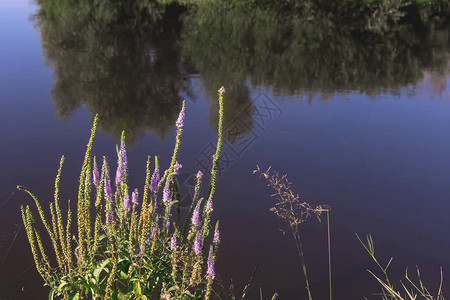 在河岸上水草和鲜花的背景下生长图片