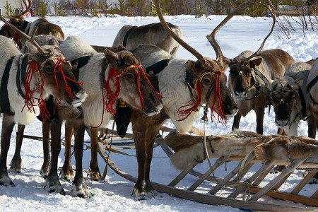 西伯利亚驯鹿牧民节期间的驯鹿赛图片
