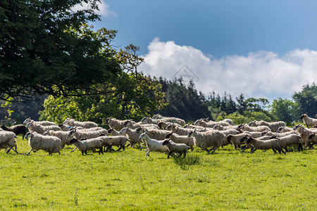 白羊群在绿色牧场上奔跑的田园风光图片