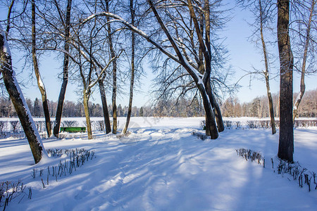 公园里早晨冬天寒冷的风景冬季景观严重的霜冻图片