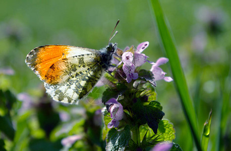 橙尖蝴蝶阳光明媚的草地上的蝴蝶春天的蝴蝶明亮透明的翅图片