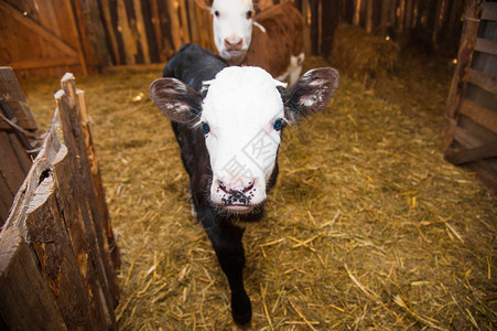 奶牛场棚里的小牛图片