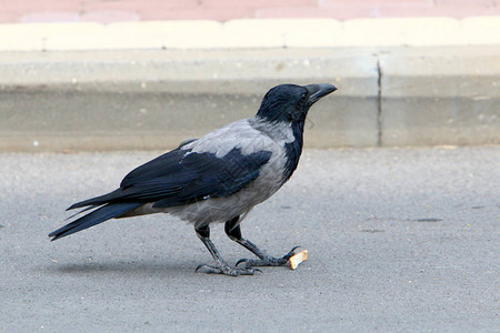 大灰乌鸦发现食物背景图片