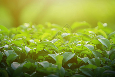 绿色叶子的自然图片