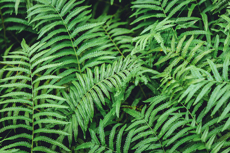 绿色蕨类植物湿热带雨林山自然图片