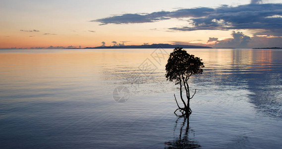 美丽的夕阳与海和树图片