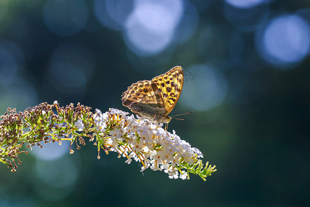 银水洗贝母蝴蝶Argynnispaphia的侧视图特写镜头张开翅膀图片
