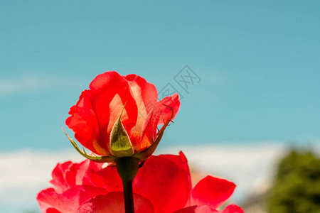美丽的彩色玫瑰花朵图片