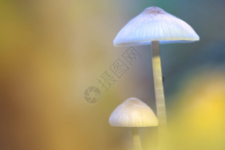 在森林天有蘑菇图片