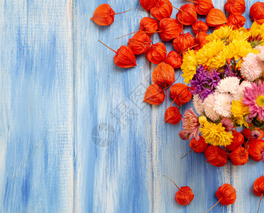 秋天的背景蓝色木质背景上明亮的橙色酸浆果和秋花秋季假期和图片