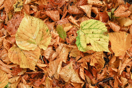 秋叶秋天的森林图片