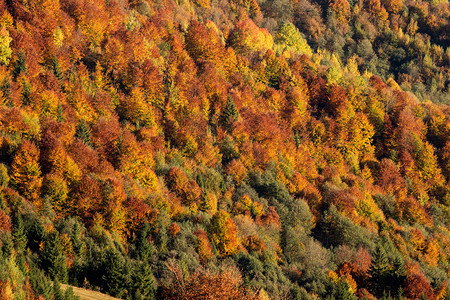 秋天的山林秋天五颜六色的树木纹理背景图片