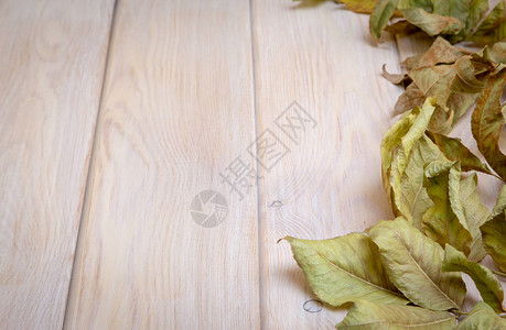 秋天的背景秋叶在轻木背景上秋季假期和的背景图片