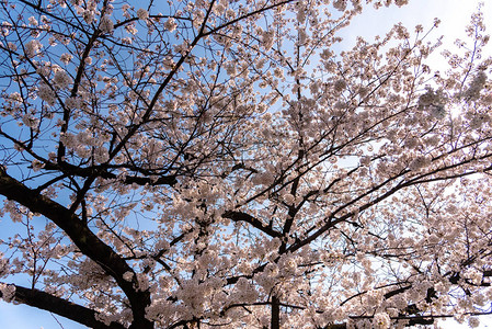 日本东京春季樱花盛开背景图片