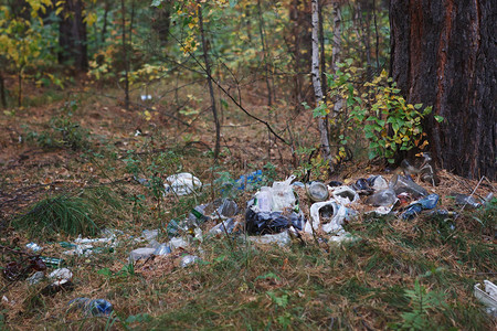 松树林里的一堆垃圾背景图片