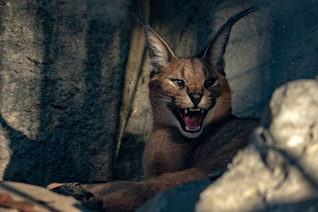 Caracal野猫关闭图片