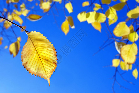 黄色秋天的黄叶与蓝色天空明图片