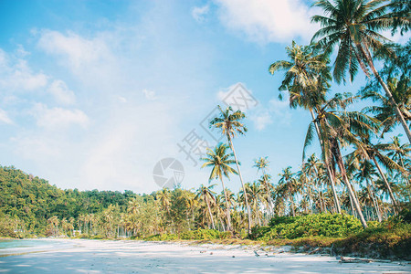 岛上的椰子树与夏天的空图片