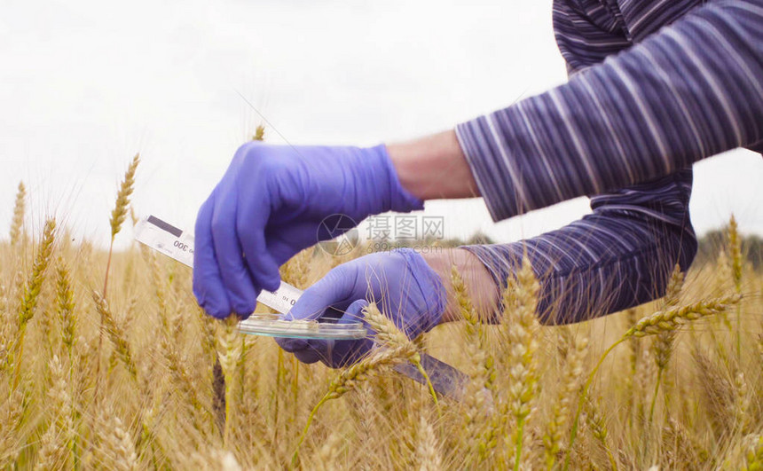 人类科学家环境学家亲近地亲手研究小麦他正在图片