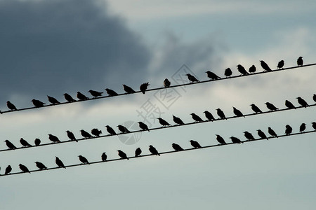 日落时一大群椋鸟坐在电线上图片