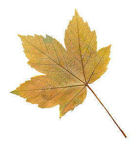 白色背景上孤立的红树叶Acer伪白素或图片