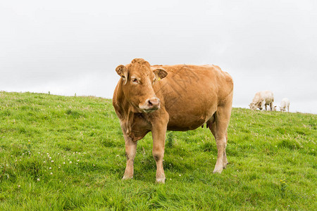 爱尔兰的景观牛群在莫赫尔图片