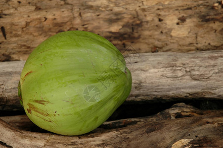 浮木上的绿色椰子图片