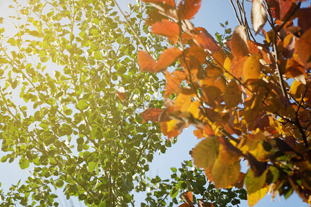 秋天城市公园秋天的颜色四个季节图片