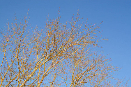冬天的杨枝映衬着蓝天图片