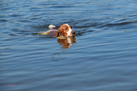 威尔斯普林格斯帕尼尔狗在小湖里游泳图片