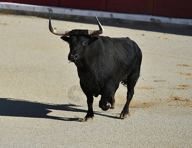 西班牙语的牛在西图片