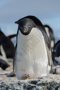 海滩上的阿德利企鹅图片