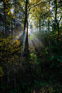 在迷雾的森林里阳光照背景图片