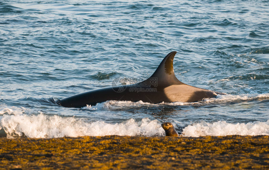 Orca捕猎海狮巴塔哥图片