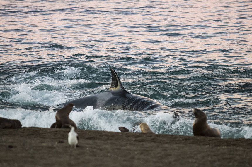 Orca捕猎海狮巴塔哥图片