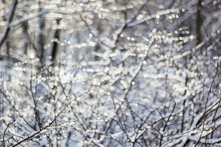 城市公园下雪背景模糊森林降雪树枝和灌木丛中埋有雪图片